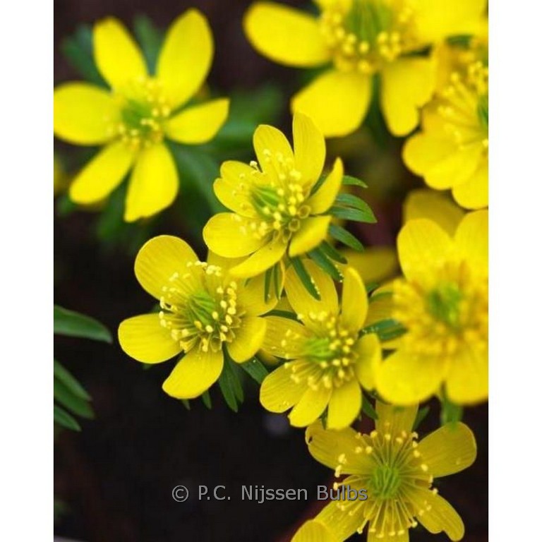 Eranthis cilicica