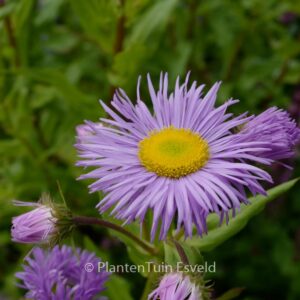 Erigeron 'Azure Beauty'