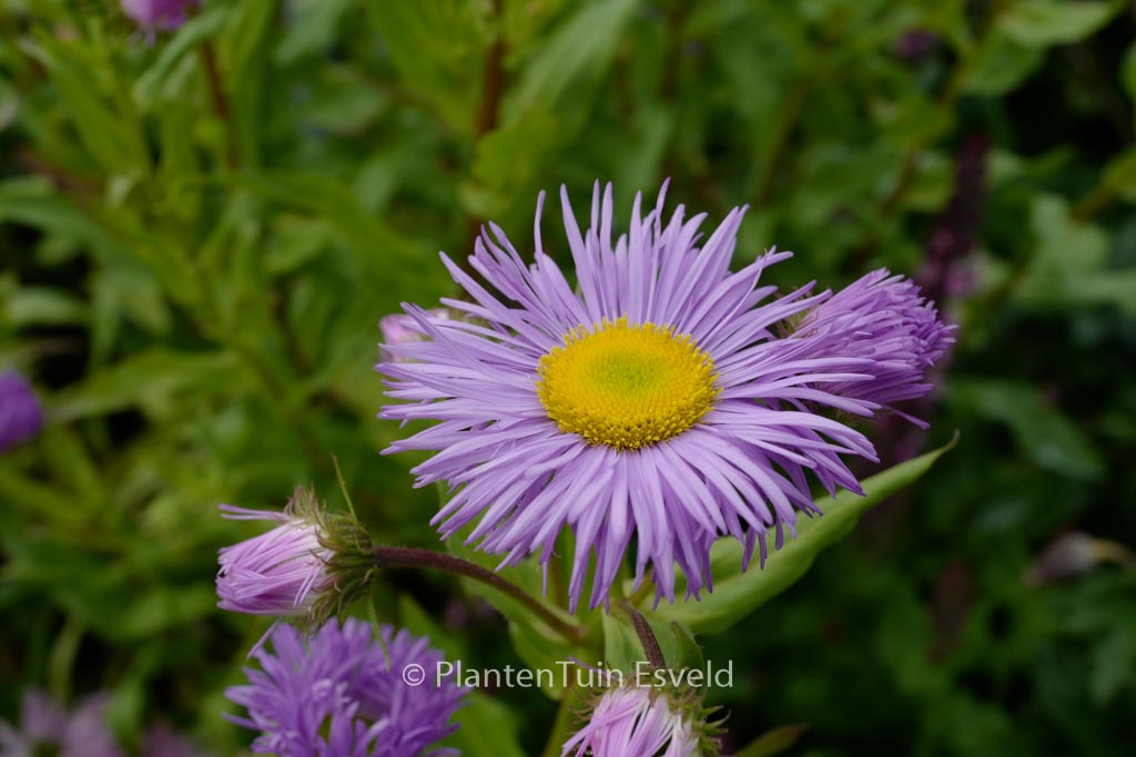 Erigeron 'Azure Beauty'