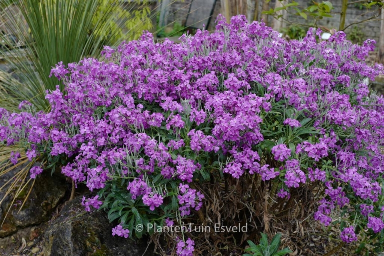 Erysimum 'Bowles Mauve'