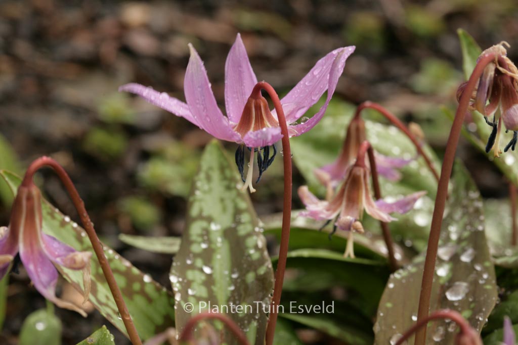 Erythronium dens-canis