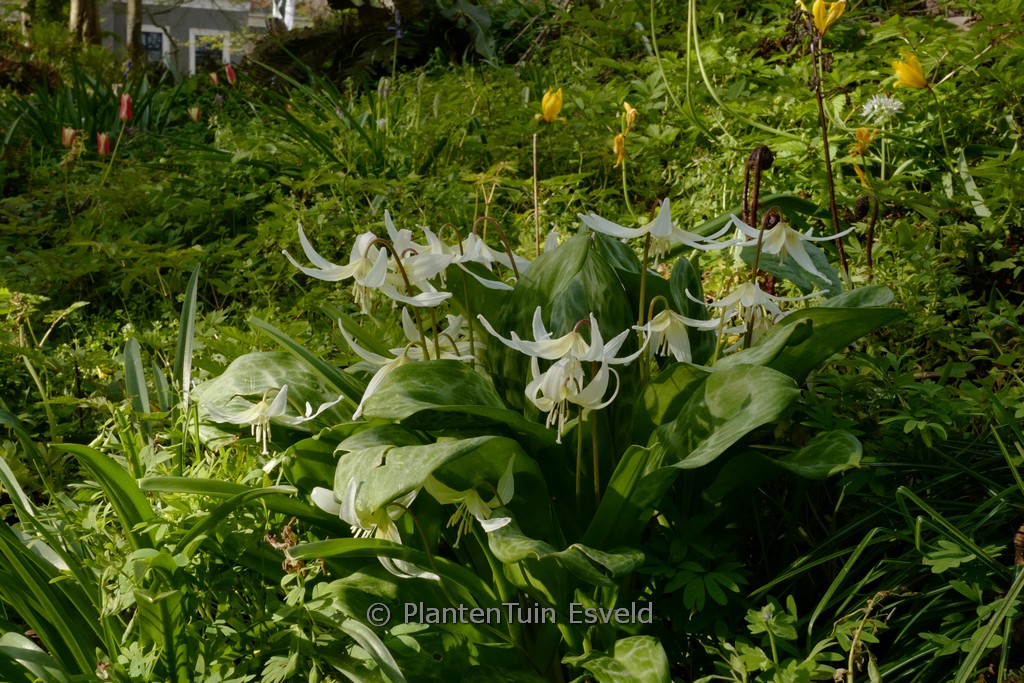 Erythronium 'White Beauty'