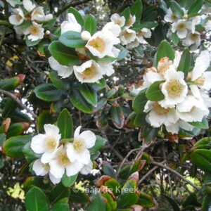 Eucryphia cordifolia