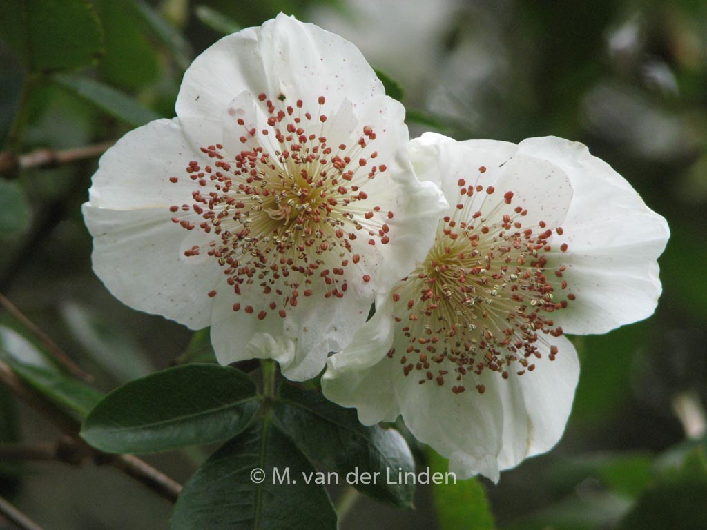 Eucryphia nymansensis 'Nymansay'