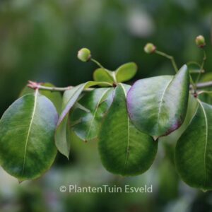 Euonymus carnosus 'Trompenburg Lustre'