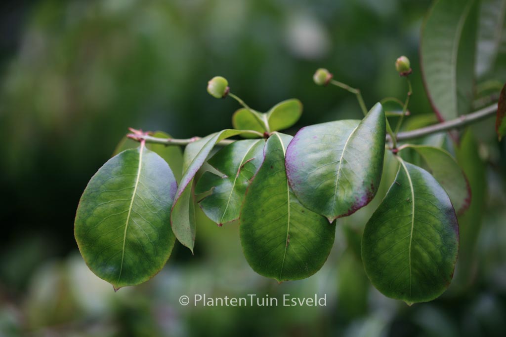 Euonymus carnosus 'Trompenburg Lustre'