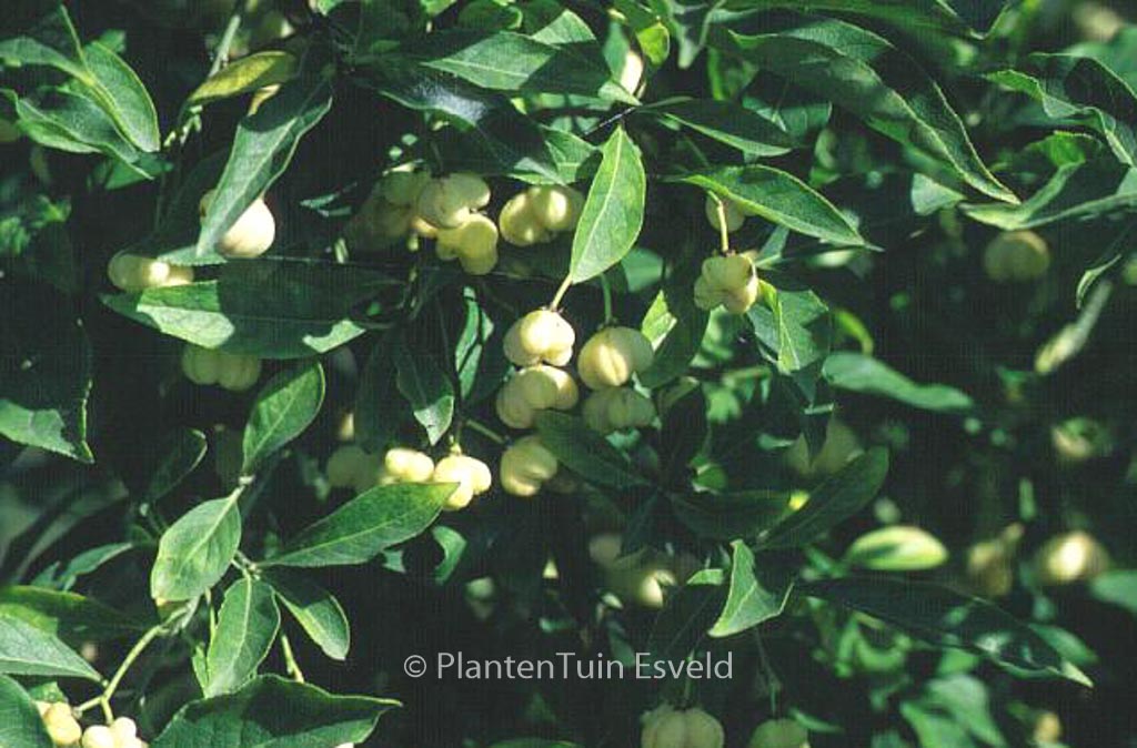 Euonymus europaeus 'Albus'
