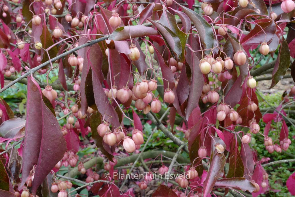 Euonymus grandiflorus