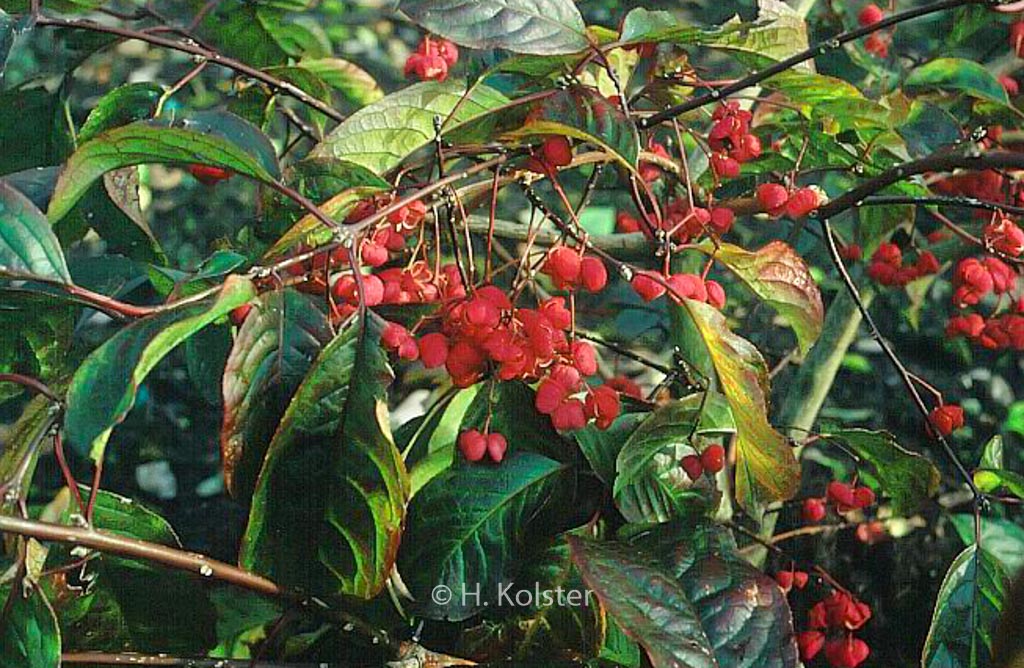 Euonymus hamiltonianus 'Rising Sun'
