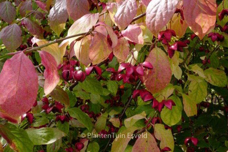 Euonymus planipes