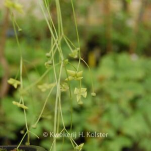 Euonymus schensianus