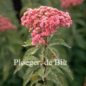 Eupatorium cannabinum 'Plenum'