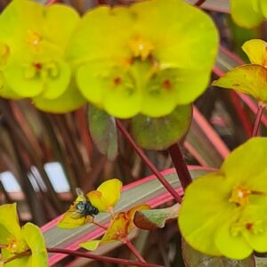 Euphorbia amygdaloides 'Ruby Glow'