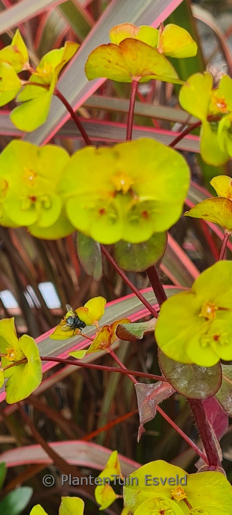 Euphorbia amygdaloides 'Ruby Glow'