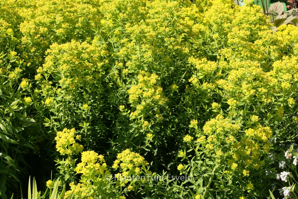 Euphorbia ceratocarpa