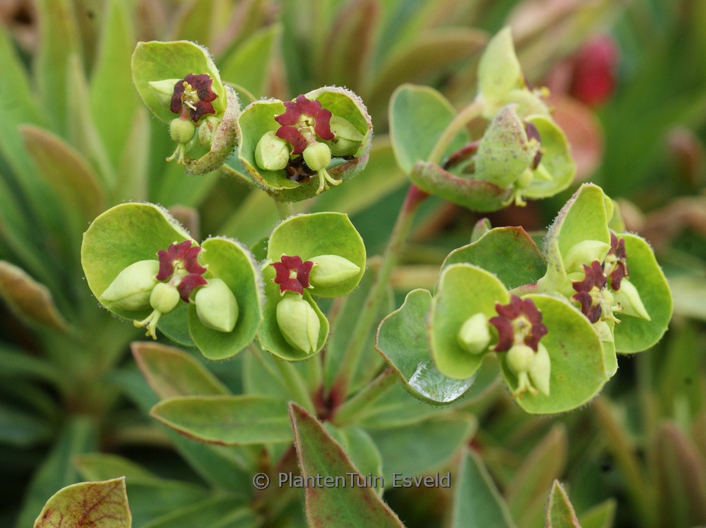 Euphorbia martini 'Kolibri'