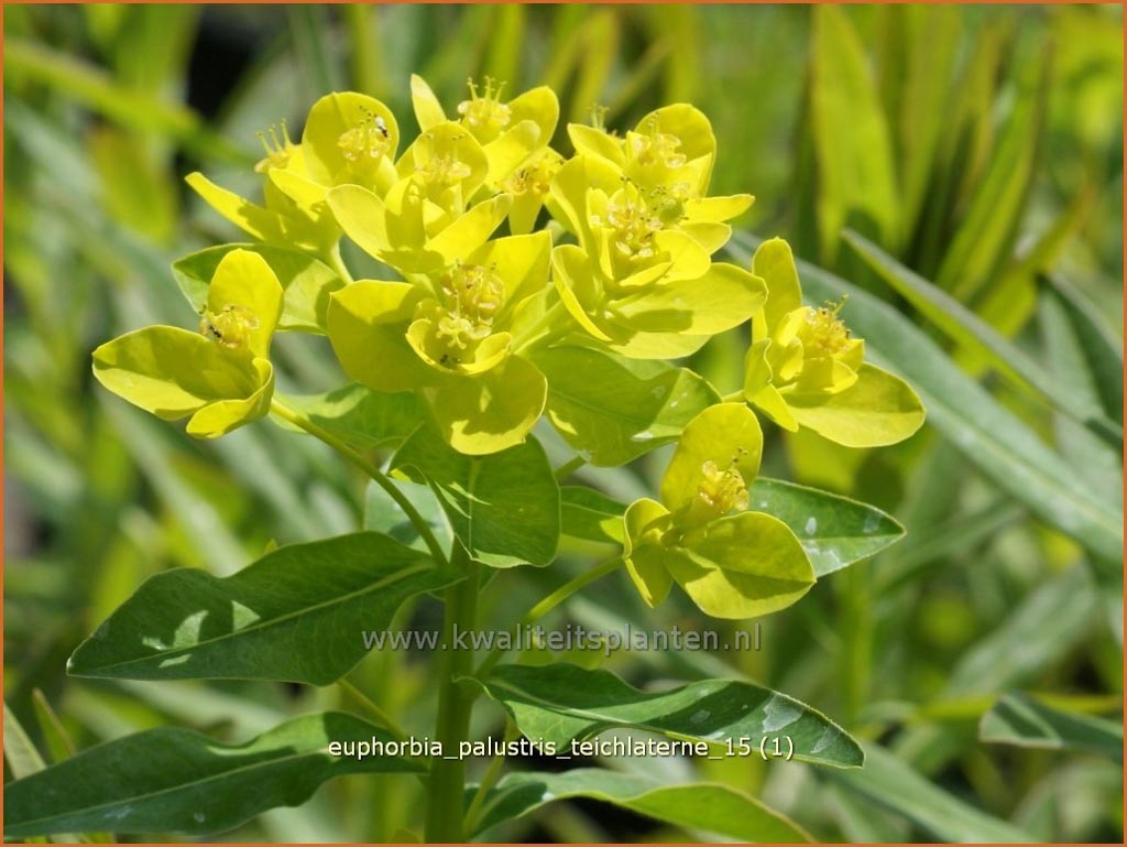 Euphorbia palustris 'Teichlaterne'