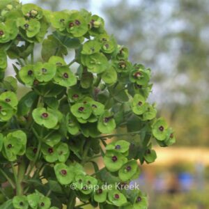 Euphorbia 'Red Wings'