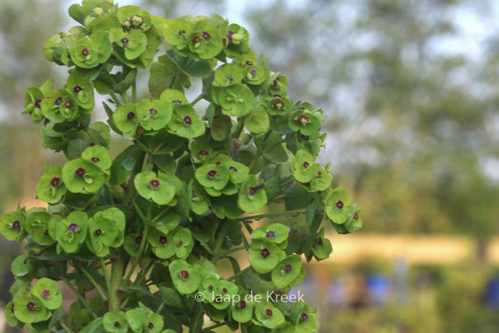 Euphorbia 'Red Wings'