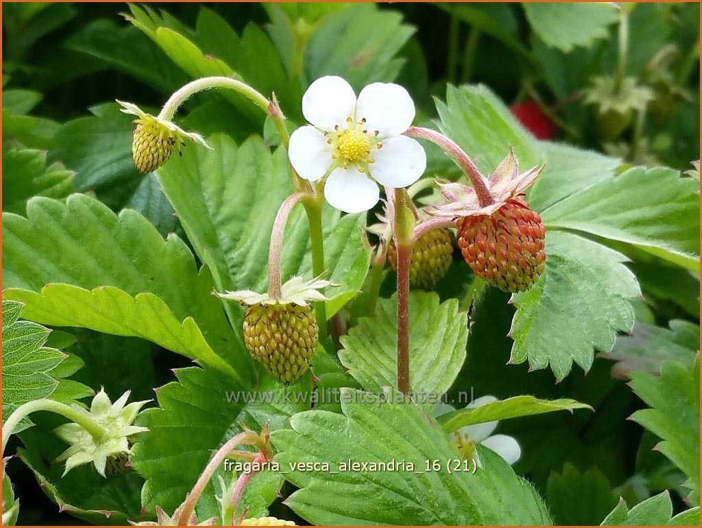 Fragaria vesca 'Alexandria'