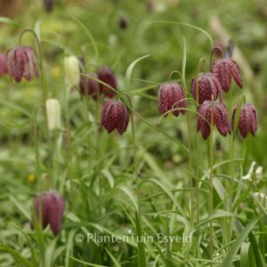 Fritillaria meleagris