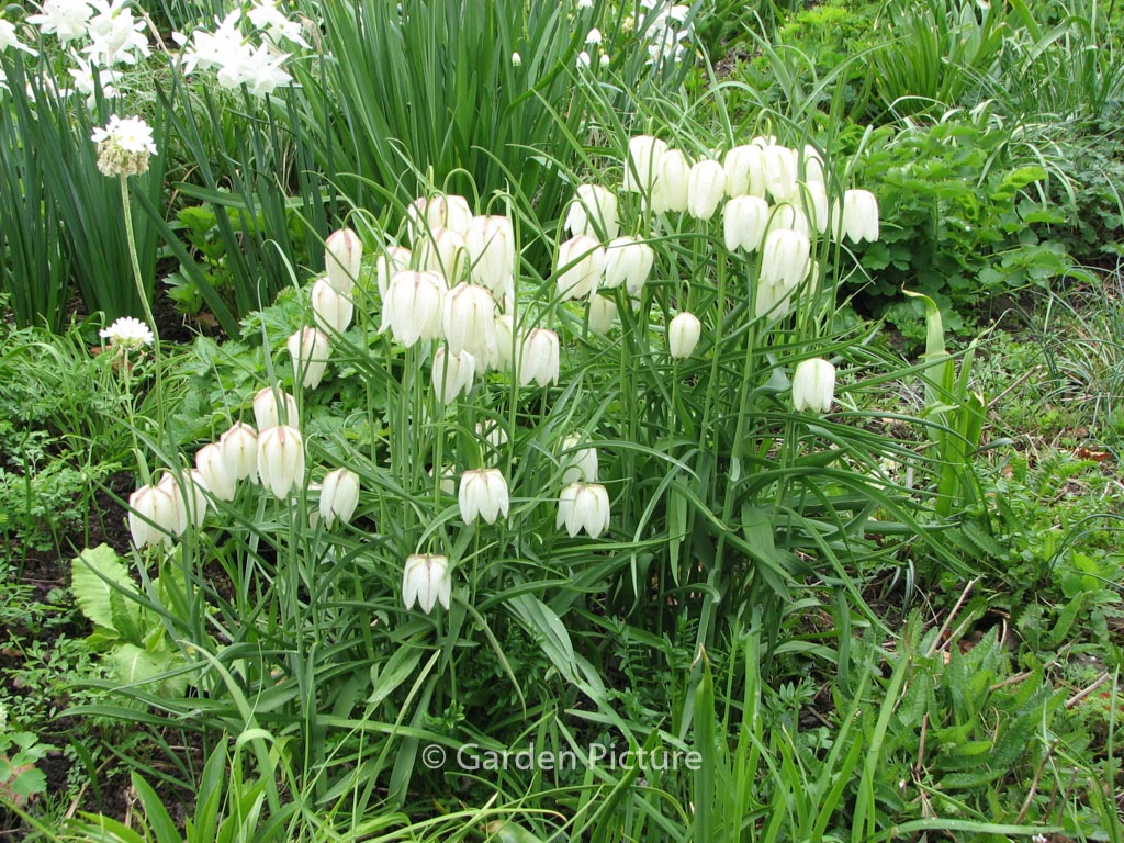 Fritillaria meleagris 'Alba'
