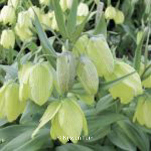 Fritillaria pallidiflora