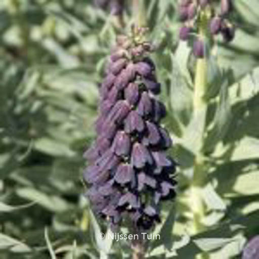 Fritillaria persica