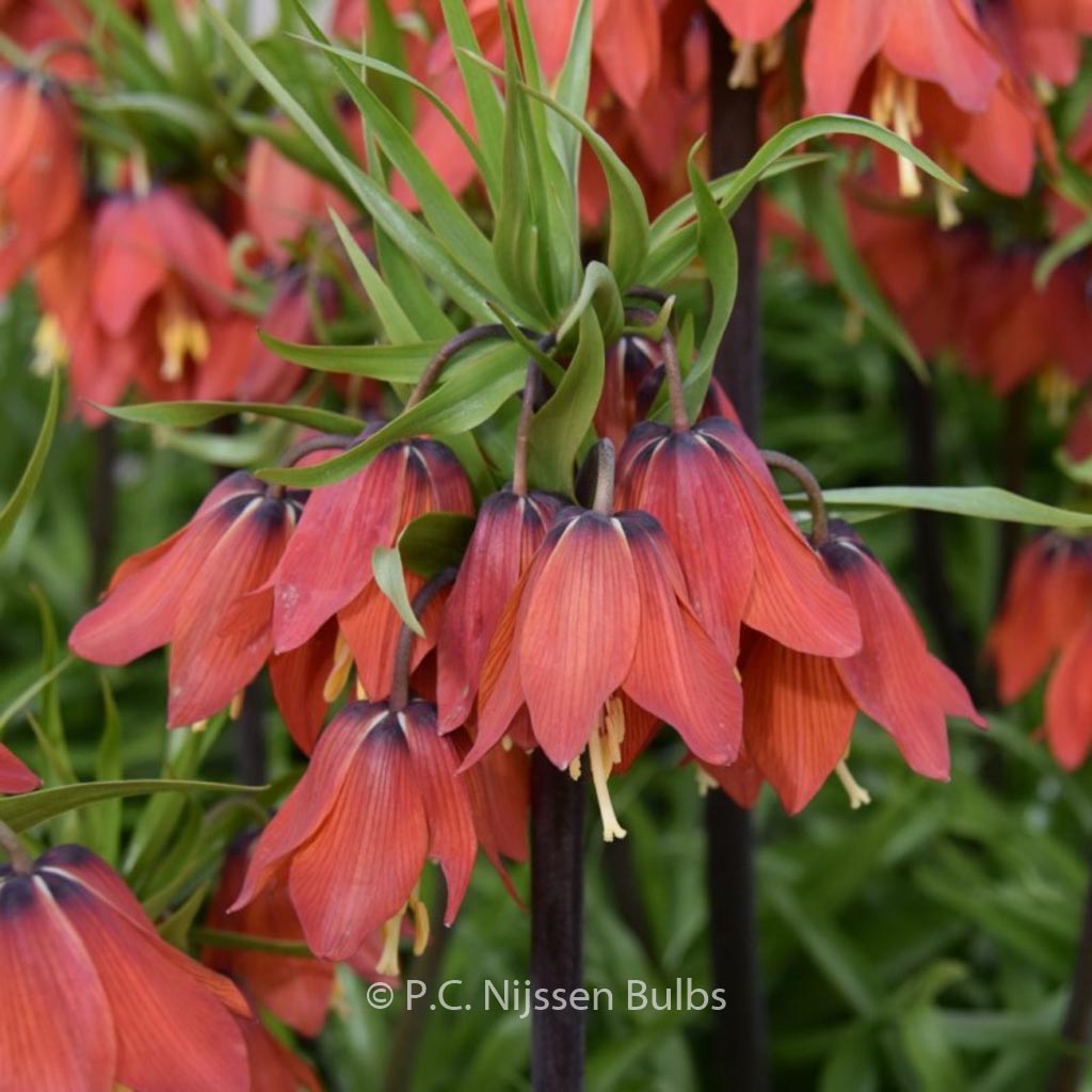 Fritillaria 'Red Beauty'