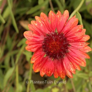Gaillardia 'Burgunder'