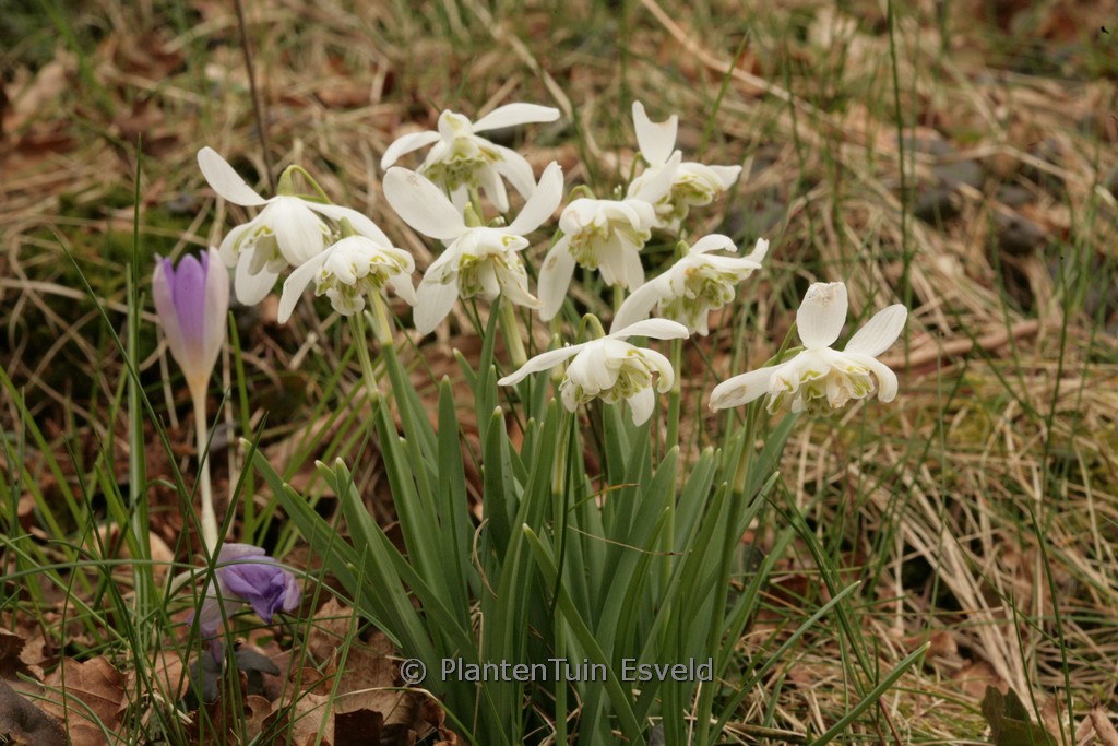 Galanthus nivalis 'Flore Pleno'