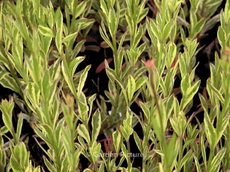 Gaura lindheimeri 'Corrie's Gold'