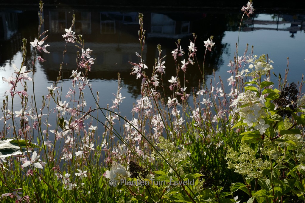 Gaura lindheimeri 'White Dove'