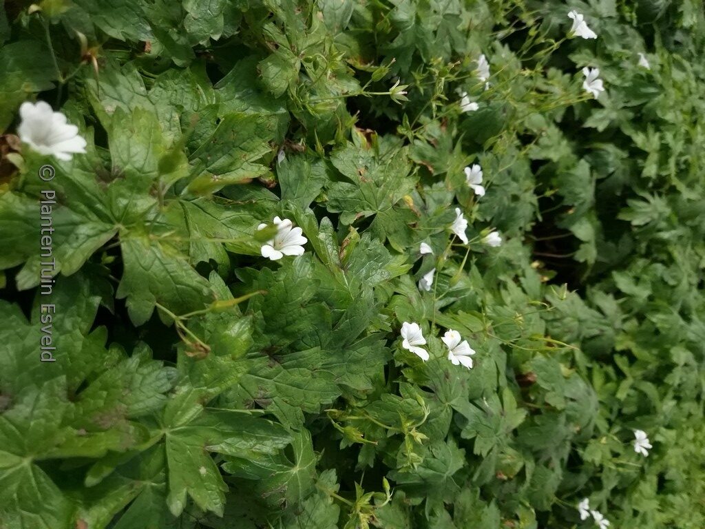 Geranium oxonianum 'Ankum's White'