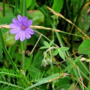 Geranium pyrenaicum