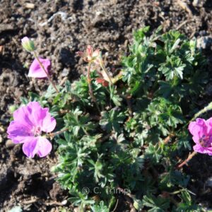 Geranium sanguineum