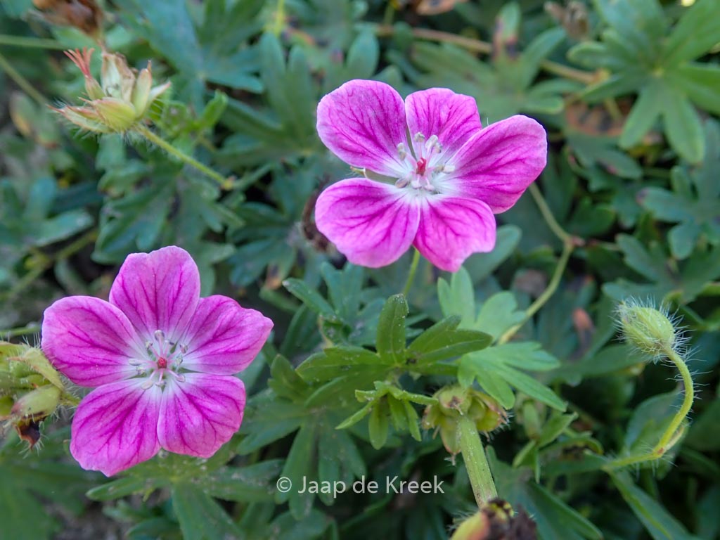 Geranium sanguineum 'Elke'