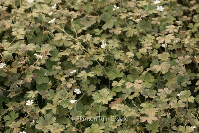 Geranium 'Sanne'