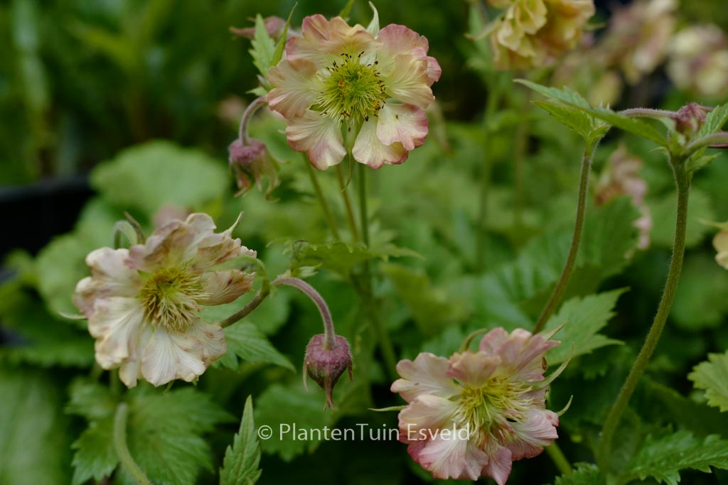Geum 'Tngeupp' (PETTICOATS PEACH)