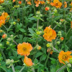 Geum 'Totally Tangerine'
