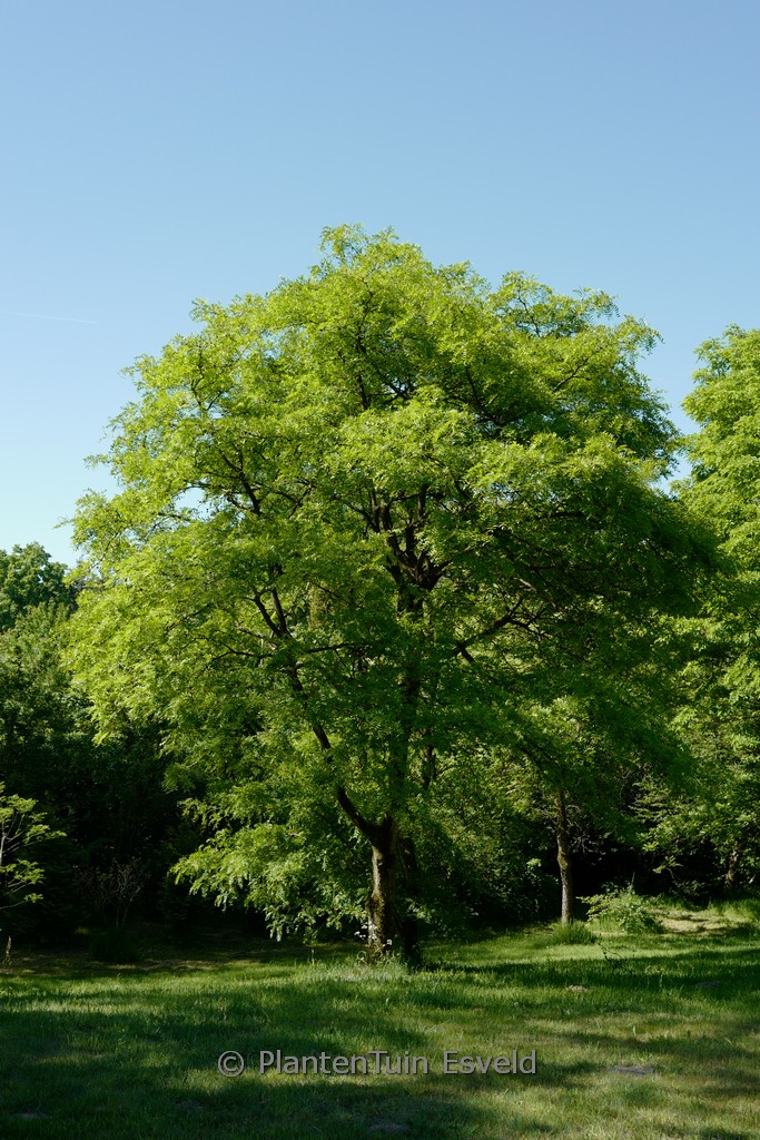 Gleditsia japonica