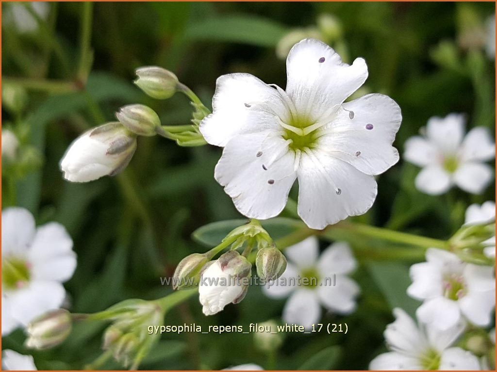 Gypsophila repens 'Filou White'