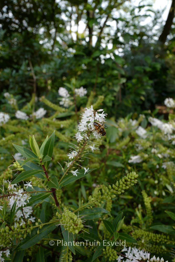 Hebe 'Donald'