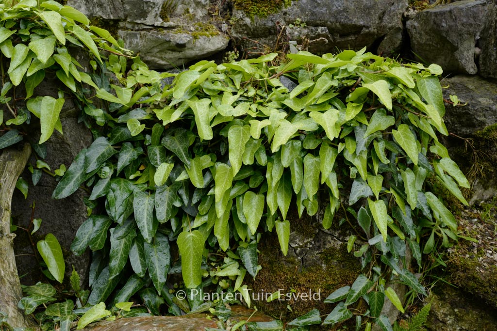 Hedera pastuchovii