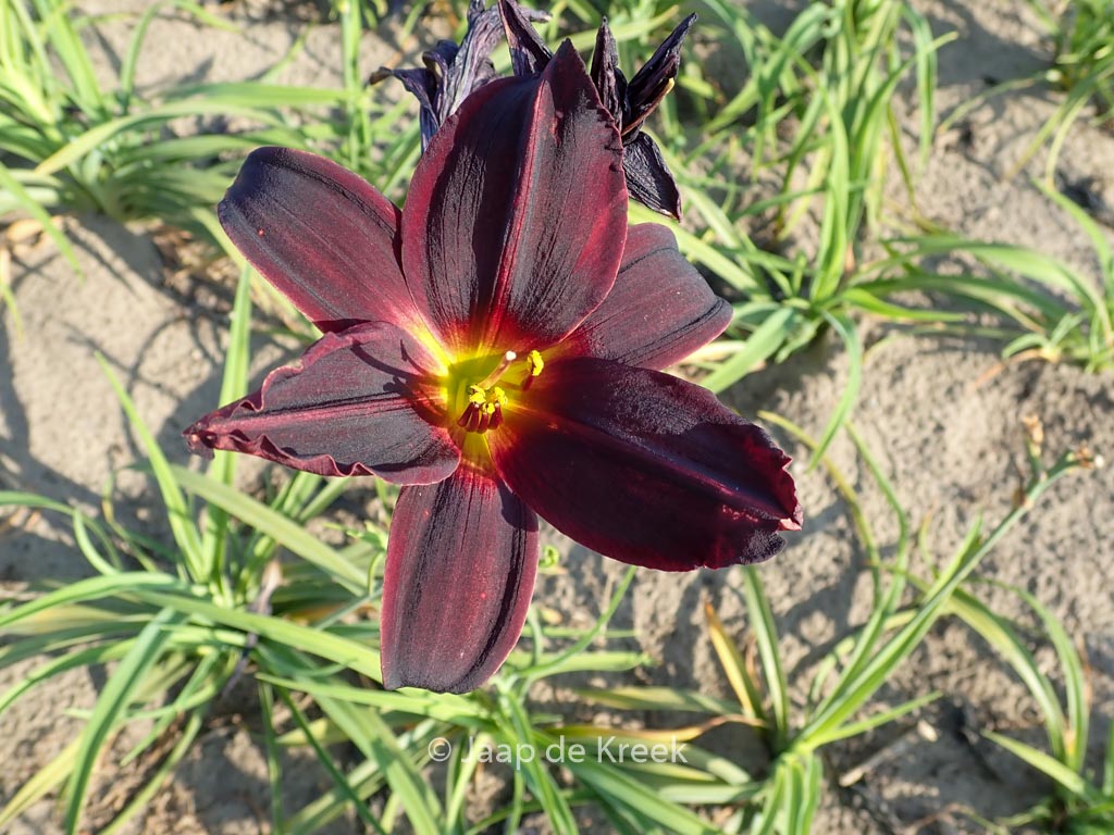 Hemerocallis 'American Revolution'
