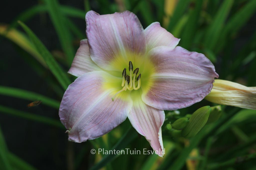 Hemerocallis 'Catherine Woodbury'