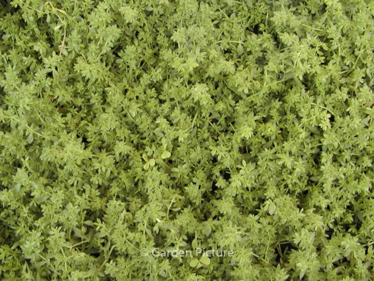 Herniaria glabra