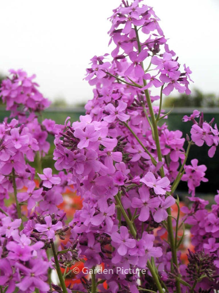 Hesperis matronalis