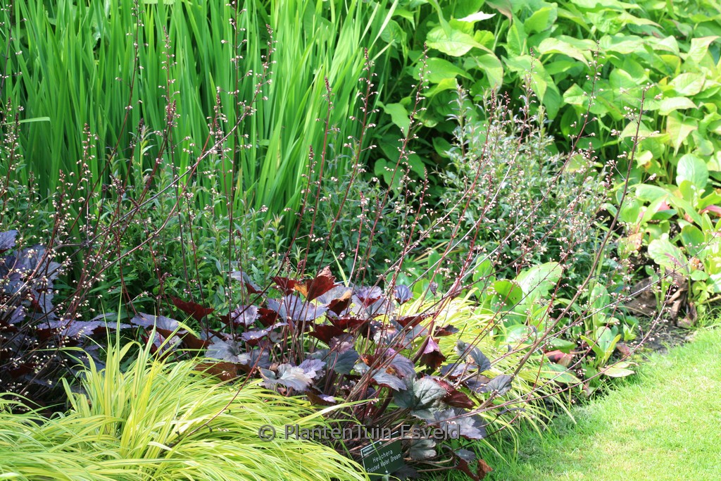 Heuchera 'Frosted Violet Dream'