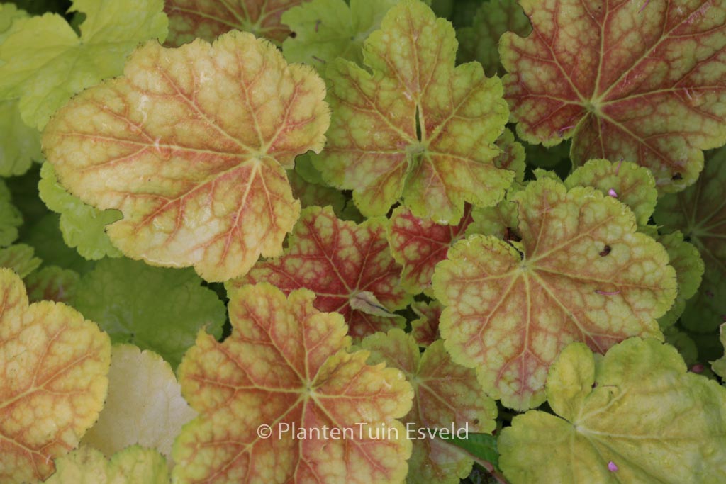 Heuchera 'Tiramisu'